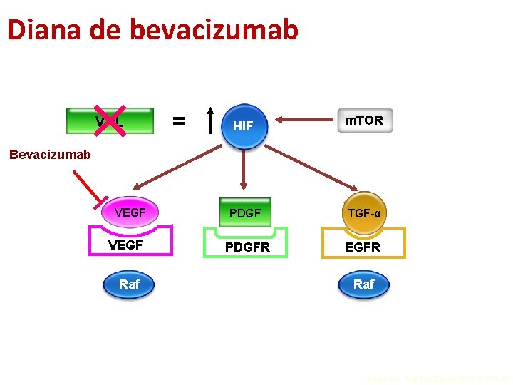 Diana de bevacizumab = HIF m. TOR VEGF PDGF TGF-α VEGFR PDGFR EGFR VHL Diana de bevacizumab = HIF m. TOR VEGF PDGF TGF-α VEGFR PDGFR EGFR VHL