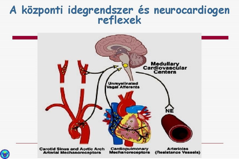 A központi idegrendszer és neurocardiogen reflexek 