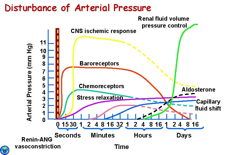 Disturbance of Arterial Pressure (mm Hg) CNS ischemic response Renal fluid volume pressure control