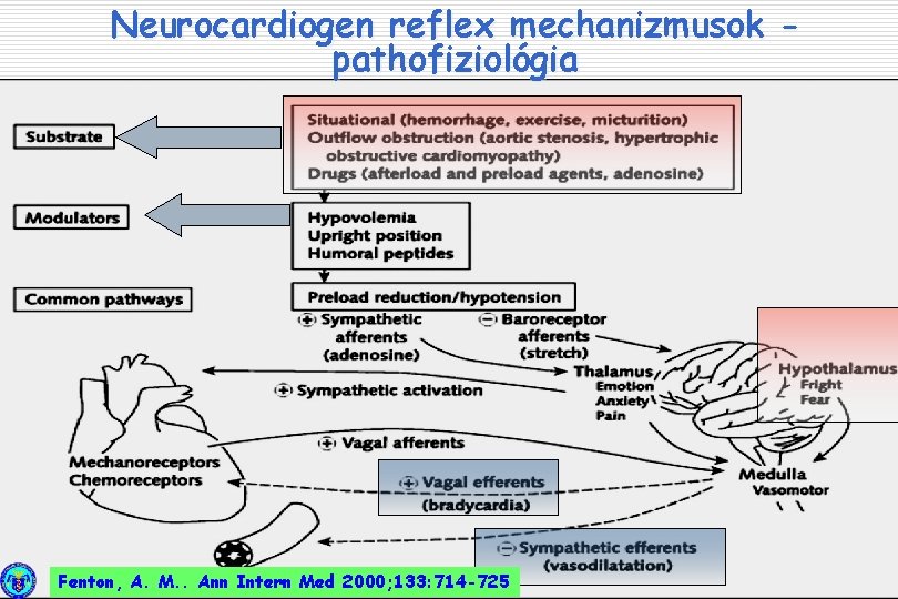 Neurocardiogen reflex mechanizmusok pathofiziológia Fenton, A. M. . Ann Intern Med 2000; 133: 714