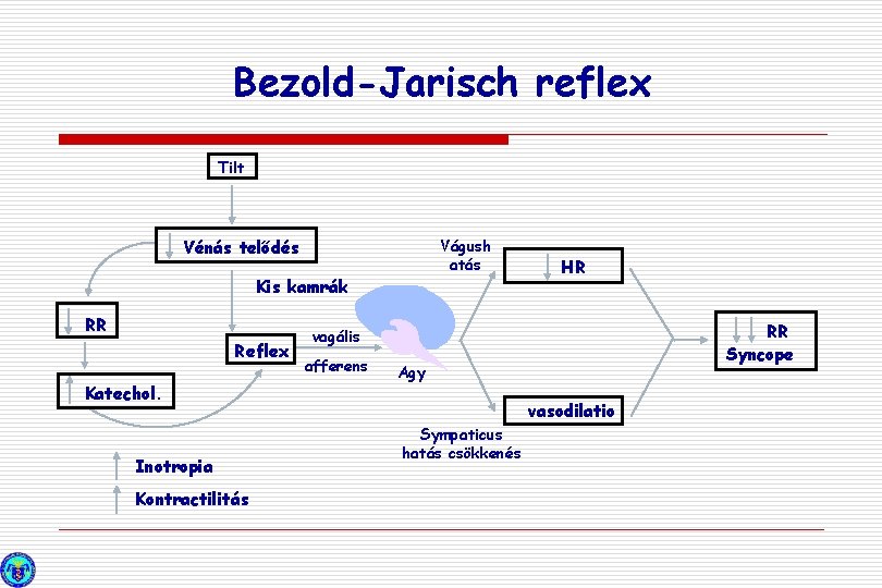 Bezold-Jarisch reflex Tilt Vágush atás Vénás telődés Kis kamrák RR Reflex Katechol. Inotropia Kontractilitás