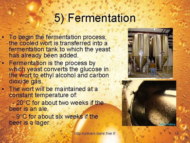 5) Fermentation • To begin the fermentation process, the cooled wort is transferred into