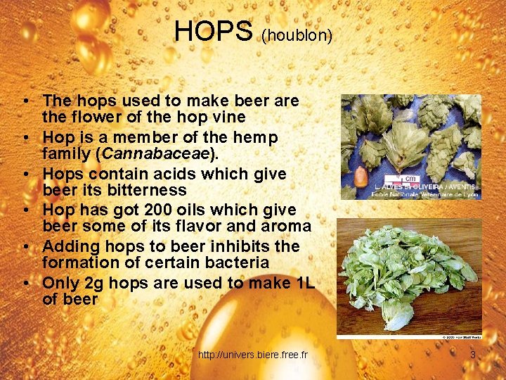 HOPS (houblon) • The hops used to make beer are the flower of the