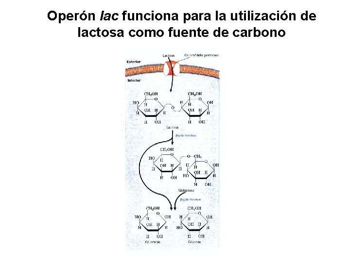 Operón lac funciona para la utilización de lactosa como fuente de carbono 