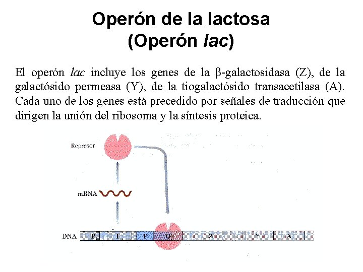 Operón de la lactosa (Operón lac) El operón lac incluye los genes de la