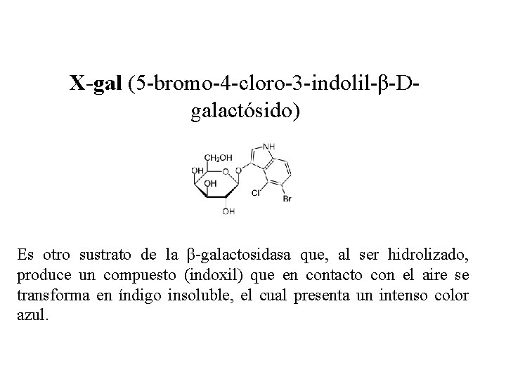 X-gal (5 -bromo-4 -cloro-3 -indolil-β-Dgalactósido) Es otro sustrato de la β-galactosidasa que, al ser