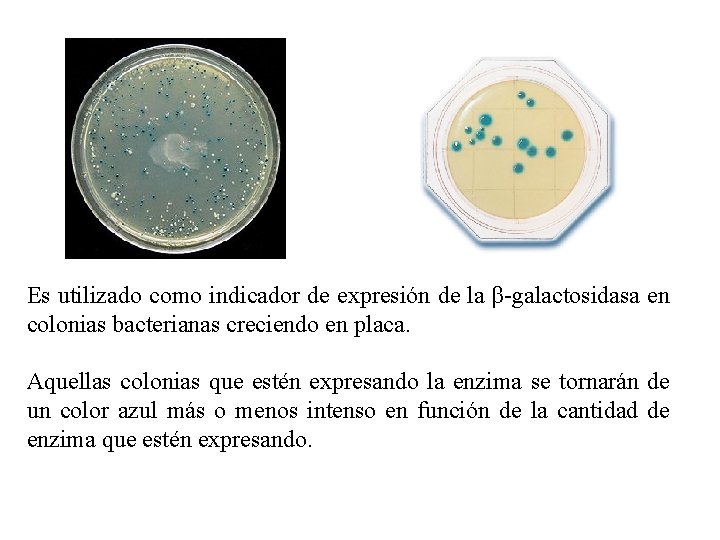 Es utilizado como indicador de expresión de la β-galactosidasa en colonias bacterianas creciendo en