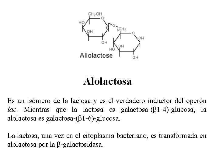 Alolactosa Es un isómero de la lactosa y es el verdadero inductor del operón