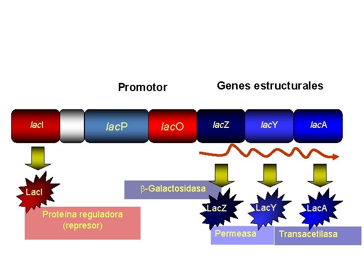 Promotor lac. I lac. P Lac. I Proteína reguladora (represor) lac. O Genes estructurales