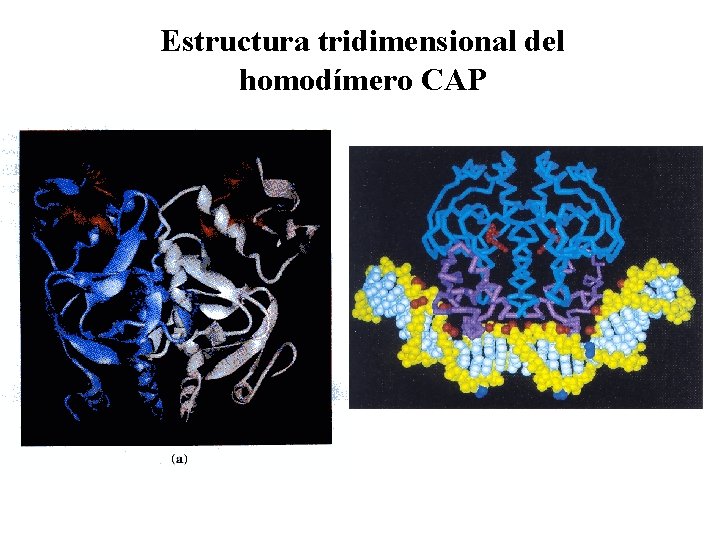 Estructura tridimensional del homodímero CAP 