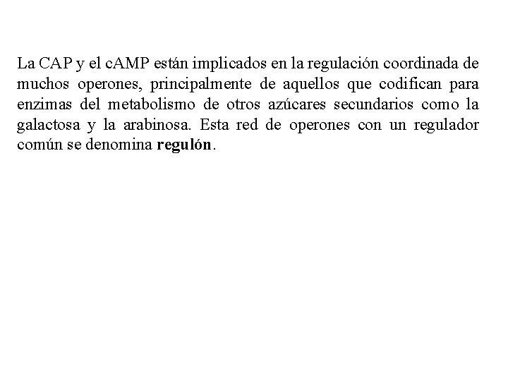 La CAP y el c. AMP están implicados en la regulación coordinada de muchos