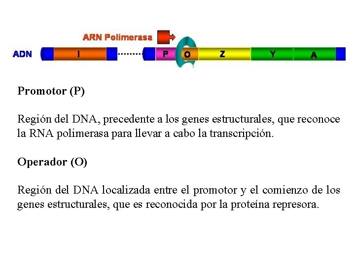 Promotor (P) Región del DNA, precedente a los genes estructurales, que reconoce la RNA