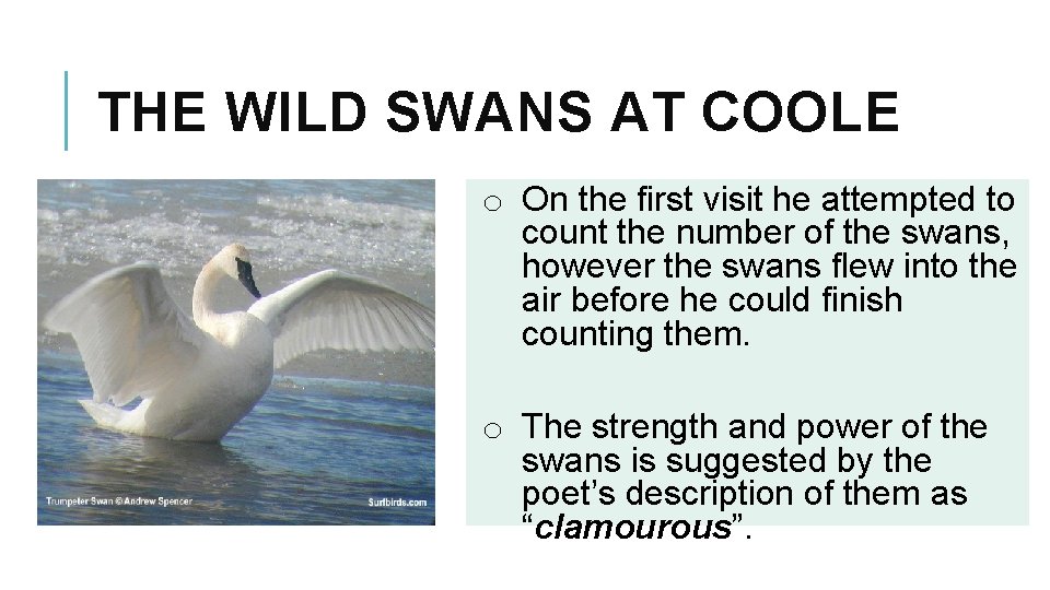 THE WILD SWANS AT COOLE o On the first visit he attempted to count