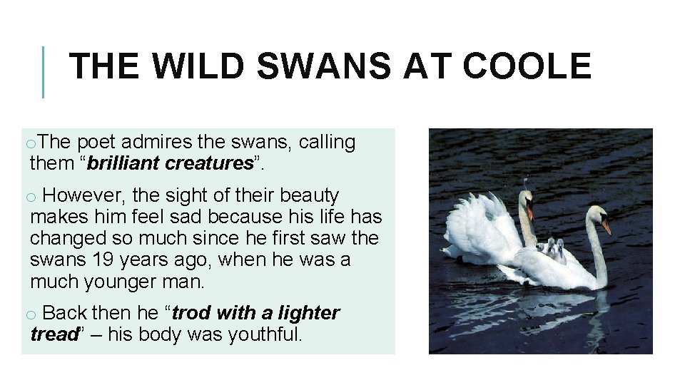 THE WILD SWANS AT COOLE o. The poet admires the swans, calling them “brilliant