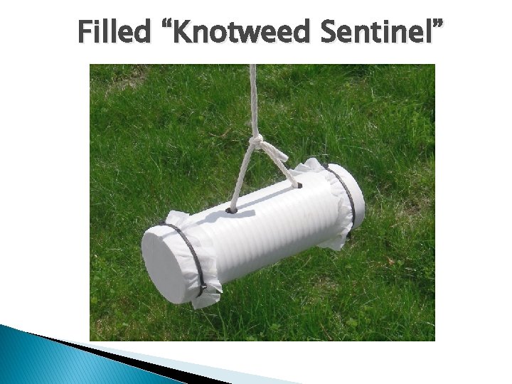 Filled “Knotweed Sentinel” 