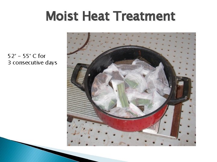 Moist Heat Treatment 52° - 55° C for 3 consecutive days 