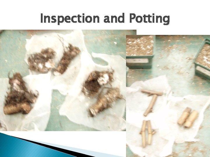 Inspection and Potting 
