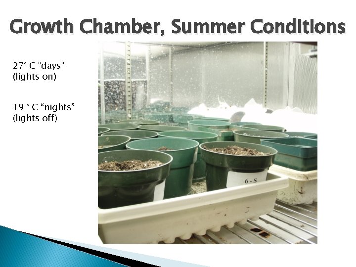 Growth Chamber, Summer Conditions 27° C “days” (lights on) 19 ° C “nights” (lights