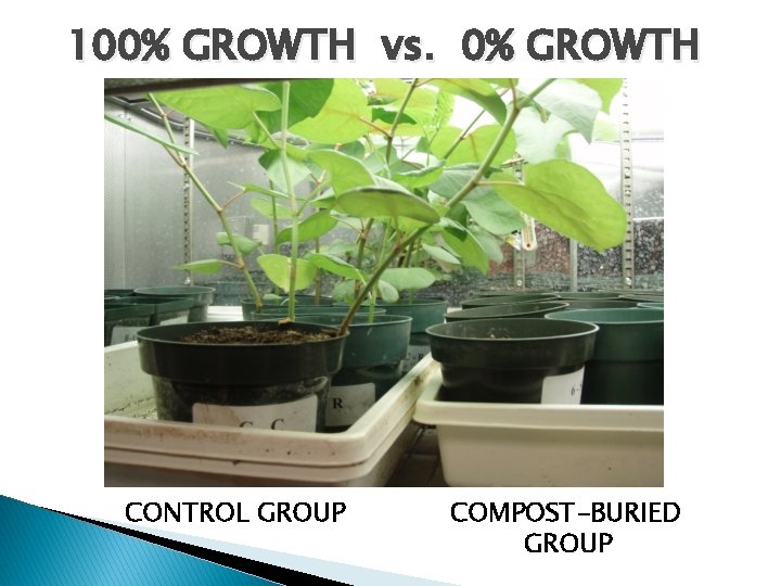 100% GROWTH vs. 0% GROWTH CONTROL GROUP COMPOST-BURIED GROUP 