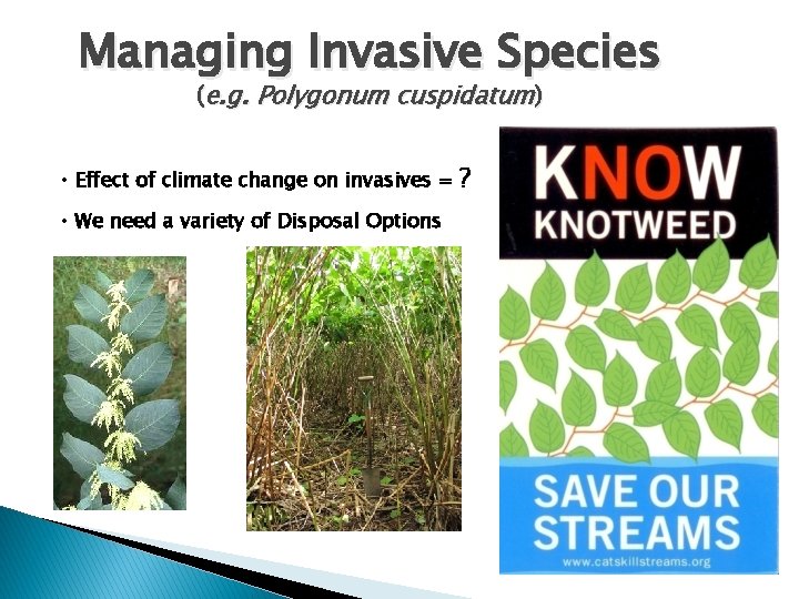 Managing Invasive Species (e. g. Polygonum cuspidatum) • Effect of climate change on invasives