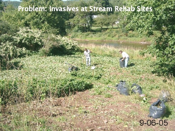 Problem: Invasives at Stream Rehab Sites Stream Rehab & Realignments � [photo of knotweed