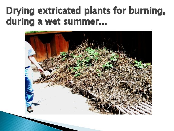 Drying extricated plants for burning, during a wet summer… 