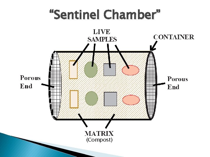 “Sentinel Chamber” LIVE (Compost) 