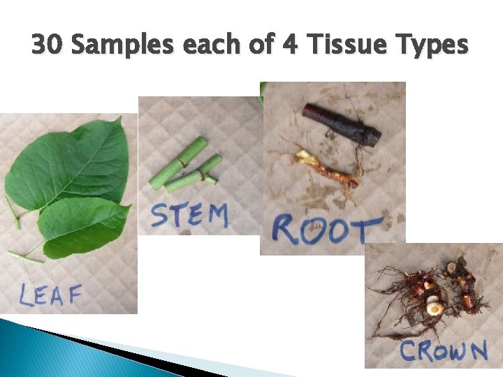 30 Samples each of 4 Tissue Types 