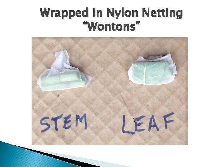 Wrapped in Nylon Netting “Wontons” 