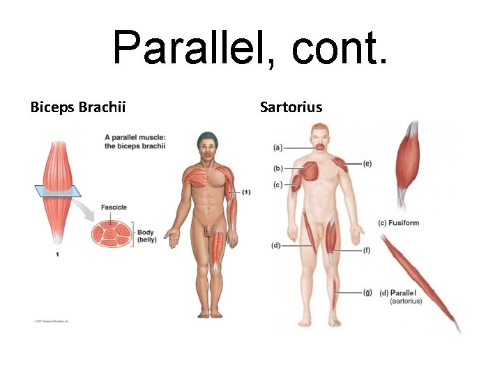 Parallel, cont. Biceps Brachii Sartorius 