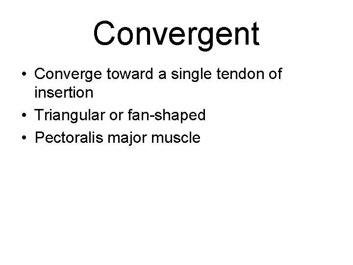 Convergent • Converge toward a single tendon of insertion • Triangular or fan-shaped •