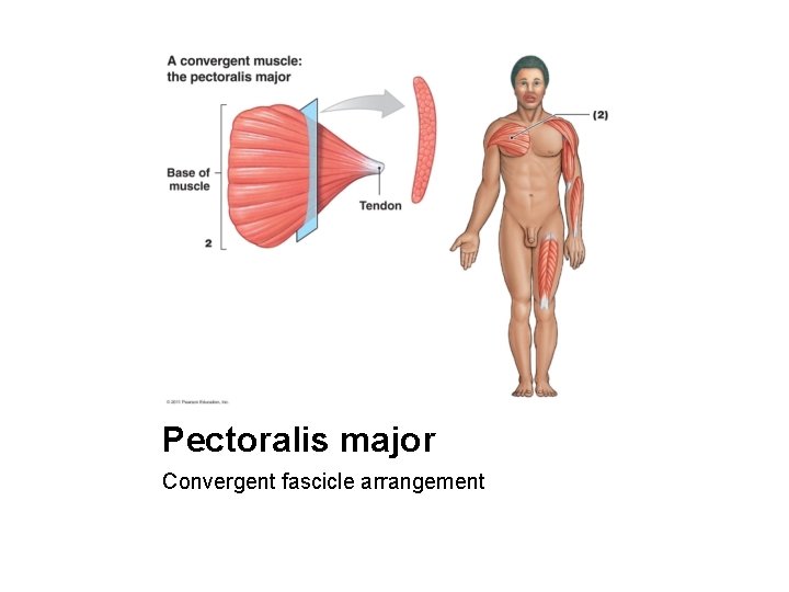 Pectoralis major Convergent fascicle arrangement 