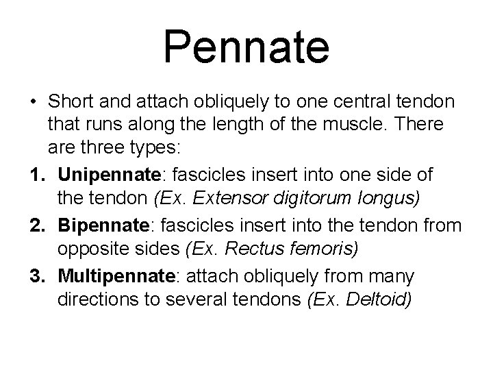 Pennate • Short and attach obliquely to one central tendon that runs along the