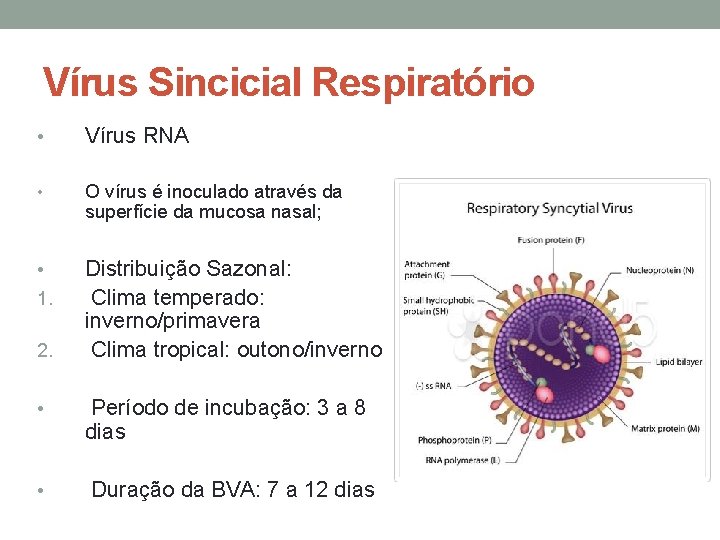 Vírus Sincicial Respiratório • Vírus RNA • O vírus é inoculado através da superfície