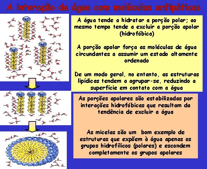 A água tende a hidratar a porção polar; ao mesmo tempo tende a excluir