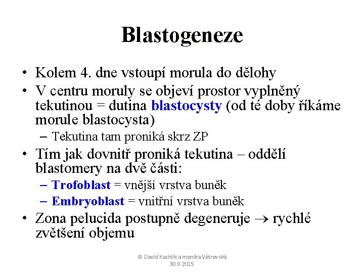Blastogeneze • Kolem 4. dne vstoupí morula do dělohy • V centru moruly se
