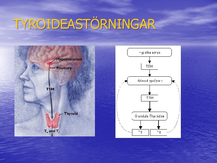 TYROIDEASTÖRNINGAR 