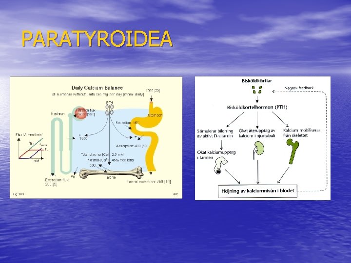 PARATYROIDEA 