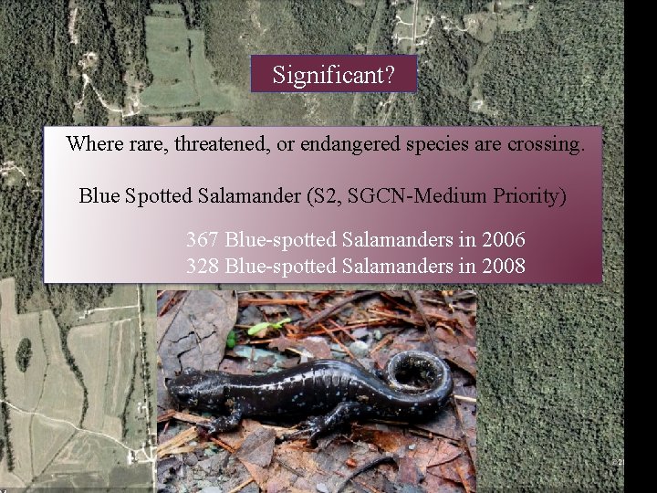 Significant? Where rare, threatened, or endangered species are crossing. Blue Spotted Salamander (S 2,