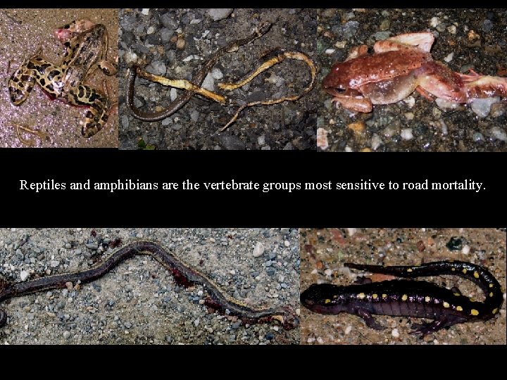 Mortality and injuries Reptiles and amphibians are the vertebrate groups most sensitive to road