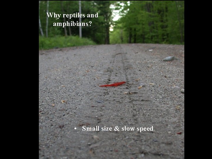 Why reptiles and amphibians? • Small size & slow speed 