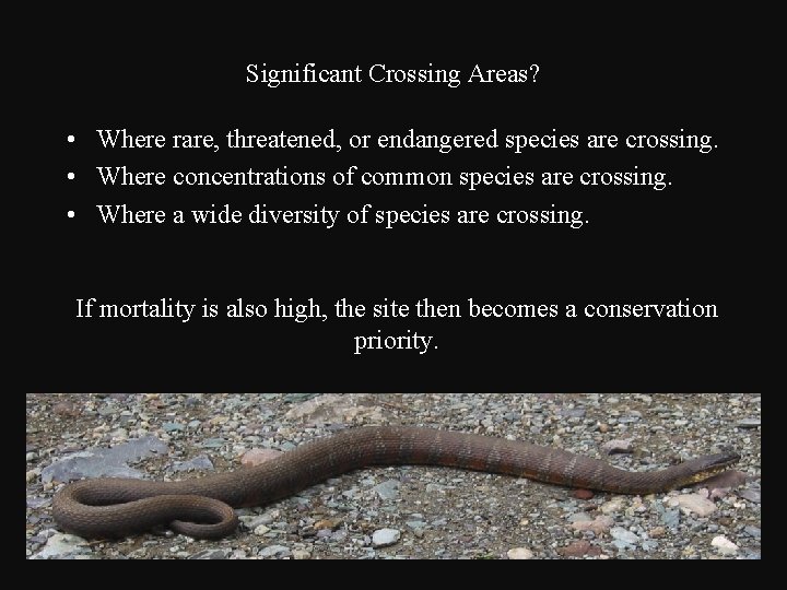Significant Crossing Areas? • Where rare, threatened, or endangered species are crossing. • Where