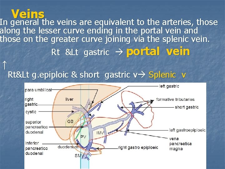 Veins In general the veins are equivalent to the arteries, those along the lesser