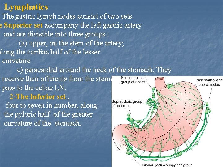 Lymphatics The gastric lymph nodes consist of two sets. e Superior set accompany the