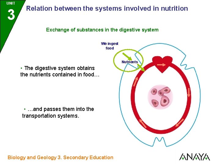 UNIT UNIDAD 3 Relation between the systems involved in nutrition Exchange of substances in