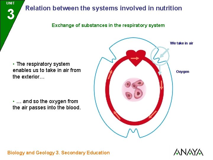 UNIT UNIDAD 3 Relation between the systems involved in nutrition Exchange of substances in