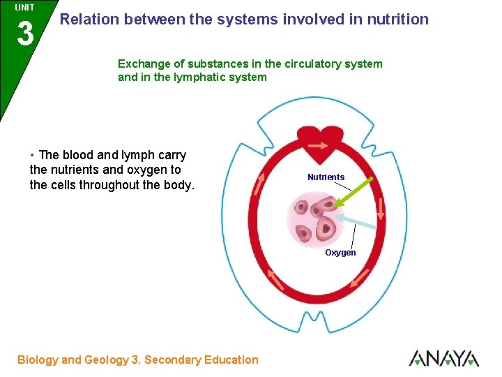 UNIT UNIDAD 3 Relation between the systems involved in nutrition Exchange of substances in