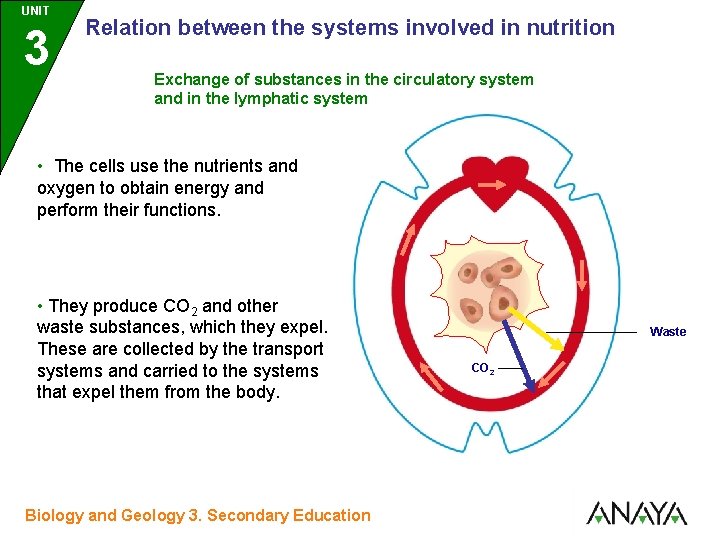 UNIT UNIDAD 3 Relation between the systems involved in nutrition Exchange of substances in