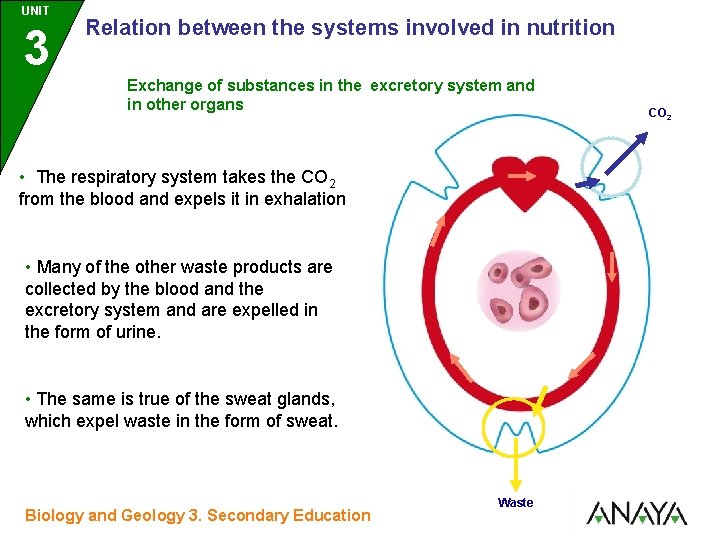 UNIT UNIDAD 3 Relation between the systems involved in nutrition Exchange of substances in