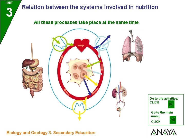 UNIT UNIDAD 3 Relation between the systems involved in nutrition All these processes take
